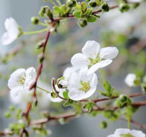 什么花适合用柳树水养 龙柳是什么植物