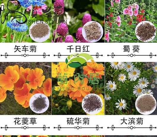 6月可以播种什么花籽 花卉种子的播种时期是什么时候