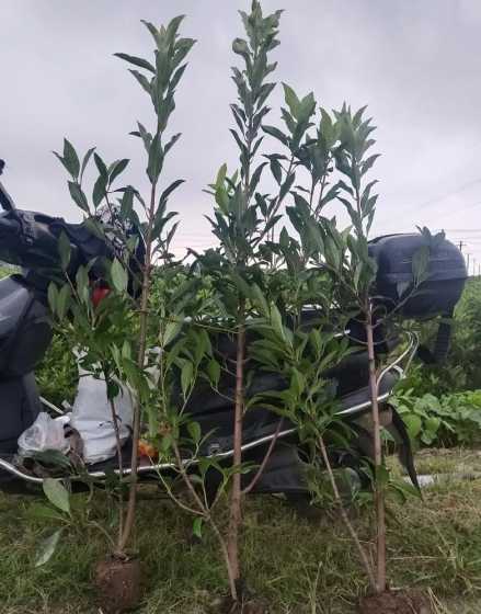 4米法青树多少钱一株 法青树怎么快速长高