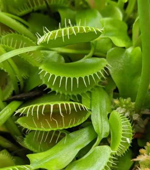 有的植物为什么吃虫子 为什么有些植物会吃昆虫 原因是什么