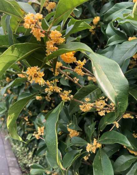 桂花是时候开什么季节 桂花一般什么时候开