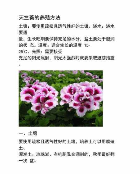 天竺葵春天怎么样养护 天竺葵春天要怎么修剪换盆