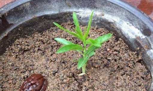 用桃子核怎么种植桃子 桃子核,怎么样让它发芽种植