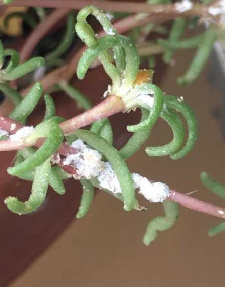 怎么除去花上面的小虫 用什么方法能清除花盆泥土里的各种小虫