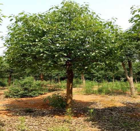 香樟适合哪个季节种植 香樟树苗什么时候种植最好