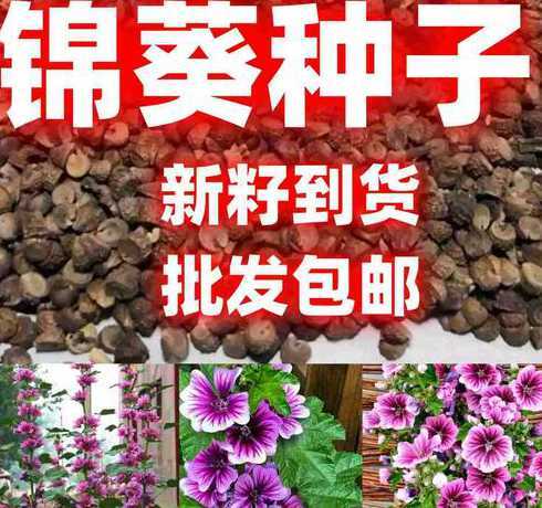 锦葵种子什么时候播种 锦葵什么时候播种最好