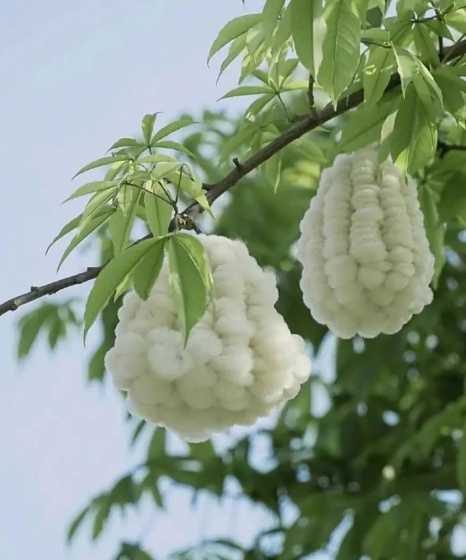 美丽木棉什么时候播种 樱花木棉和美丽异木棉是同一种吗