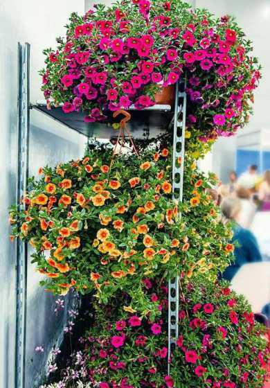 冬天怎么养护牡丹吊兰 牡丹吊兰冬季如何养护需要修剪吗