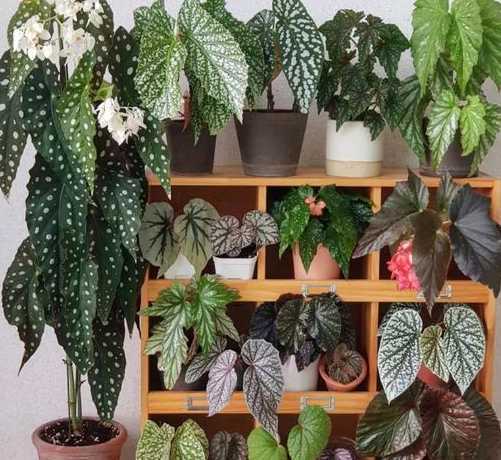 冬季适合养什么植物呢 适合冬季室外养的植物有哪些