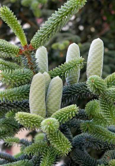 这些植物是什么样子的 这是什么植物