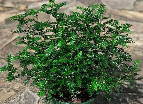 种什么花草可以预防蚊子 什么植物会有驱蚊效果