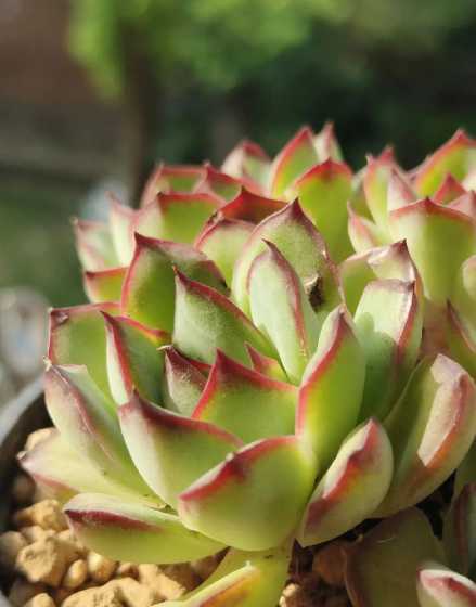 多肉植物代表什么寓意 多肉代表什么象征意义