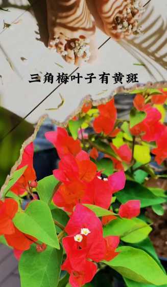 三角梅树叶发黄怎么办 三角梅在控水时需要加肥吗需要注意什么