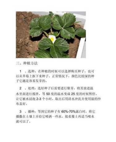 草籽适合什么时候播种 草籽什么时候播种最好
