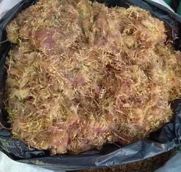 土合欢价格1斤多少钱 种植野韭菜一亩能挣多少钱