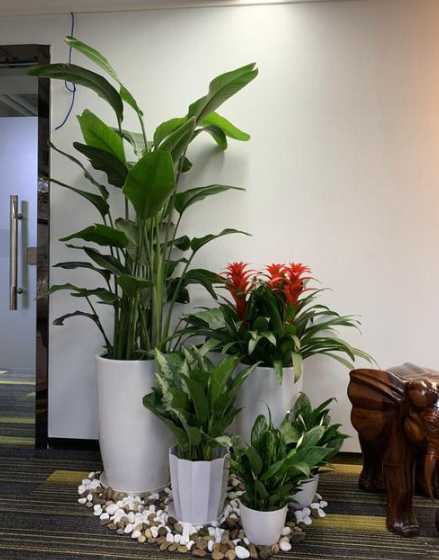 绿化租摆属于什么行业 办公室绿化应该租摆哪些绿植以及养护管理