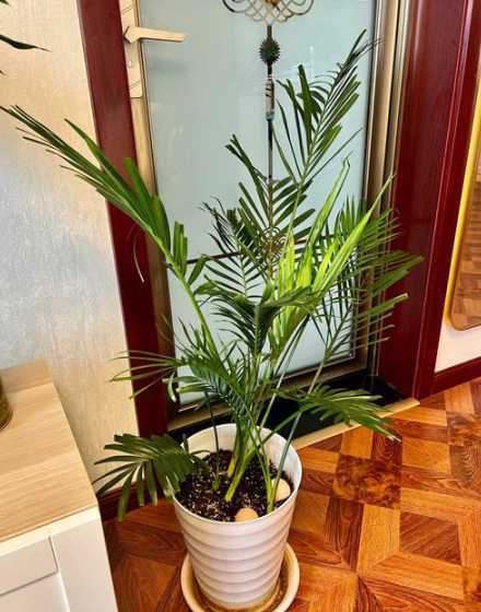 散尾葵开花后怎么养护 散尾葵开花了怎么处理