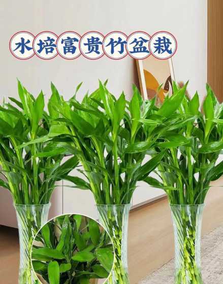 富贵竹水培怎么样长高 富贵竹长高了怎么办
