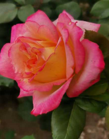 辽阳为什么市花是月季 哪些城市的市花是月季