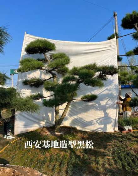 什么地方的造型黑松多 造型黑松和造型油松哪个好看