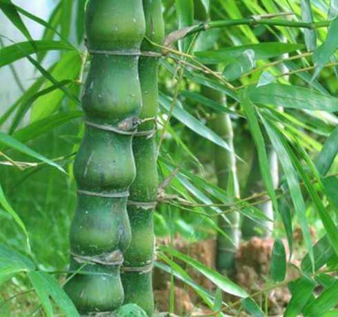 庭院竹子种什么竹合适 庭院种什么竹子好