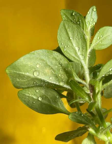 矮牵牛为什么长白色虫 矮牵牛有哪些病虫害如何防治