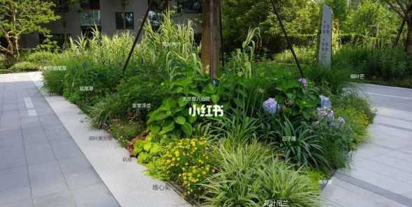 雨水花园多用哪些植物 适合雨水花园的水生植物