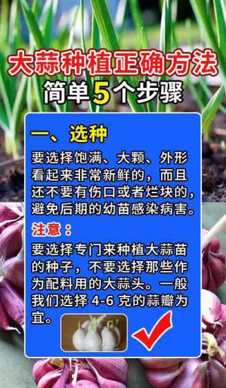 湖北什么时候种大蒜呢 2024年湖北什么时间种植大蒜合适