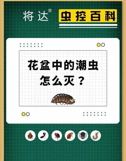 花盆潮虫怎么彻底消灭 如何去除花盆里的潮虫