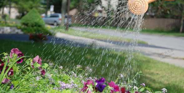 冬天室外花草可以浇水吗 阴雨天可以给花浇水吗