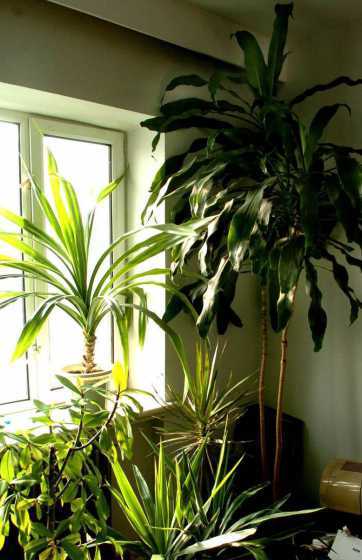 冬天在家里种植什么好 冬天种植什么蔬菜最好