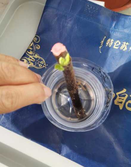 水培折无花果怎么培植 无花果快速生根法,可选择浸泡或水培生根
