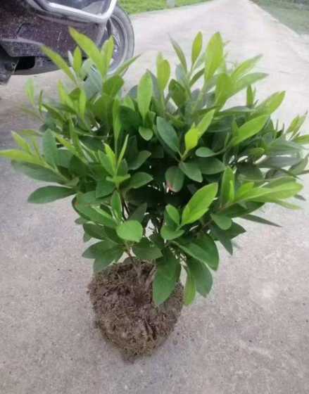 毛鹃为什么不能做盆栽 杜鹃花为什么养不好