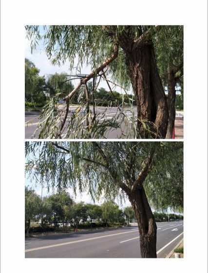 柳树枯枝养花怎么处理 怎么处理植物积水 处理植物积水的方法