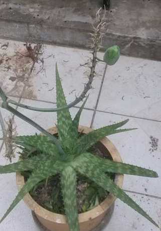 为什么芦荟开花不结果 芦荟为什么会开花 5分