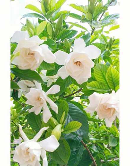 桅子花怎么样用什么土 桅子花专用土能种蓝莓吗