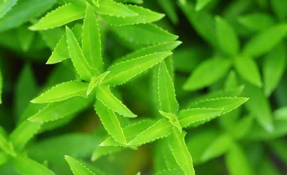 什么植物有锋利的叶子 这是什么植物,叶子裂得很好看。