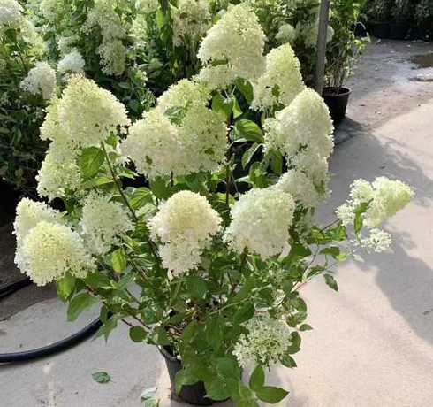 北方家庭木本花卉 北方木本花卉有哪些