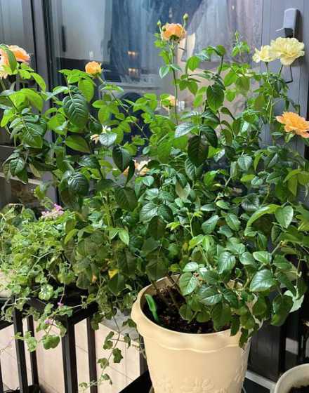 夏季高温月季怎么处理 月季花夏天40度高温怎么办