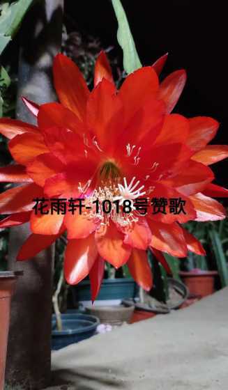 令箭荷花浇什么开花多 怎么使令箭荷花多开花