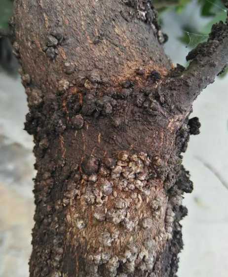 香樟树为什么每年生虫 香樟树为什么会在春天掉叶子