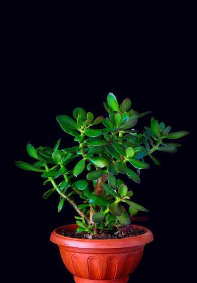 燕子掌在夏天怎么养护 新买的燕子掌好养吗,怎么养护,养护时应注意些什么