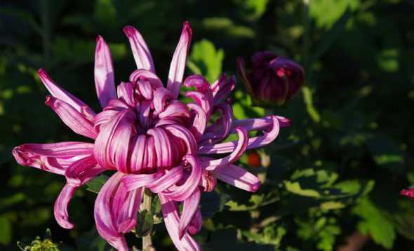 秋天的什么花开得最多 秋天有什么花开 秋季盛开的花朵推荐