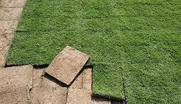 滁州马尼拉草坪多少钱 供应草坪多少钱一平方,现在草皮价格,百慕大草坪