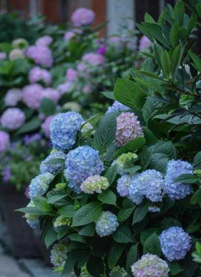 不需要经常晒太阳的花草 哪些花适合在室内养,不需要阳光