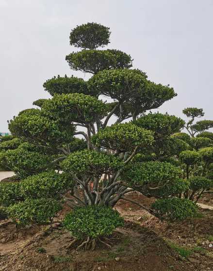 别墅庭院种什么树好6 别墅院子里种什么树风水好
