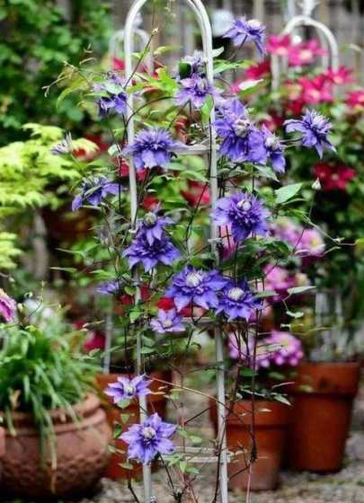 长得最快的植物是什么 最常见的在夏天生长迅速的植物