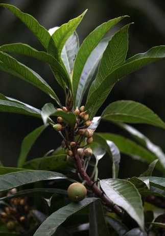 蛋黄果开花是什么样子 蛋黄果有花蕾不开花也不结果,花蕾黄了就掉下来,这要怎么办