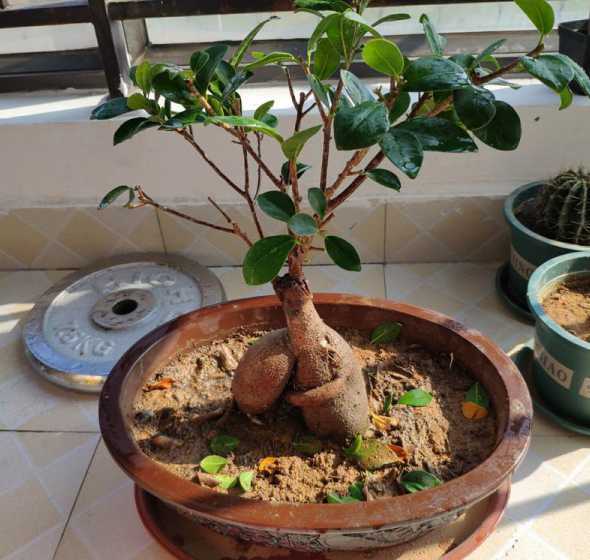 小型榕树盆景怎么修剪 榕树盆景如何修剪造型