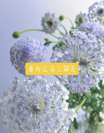 翠珠花的的花语是什么 翠珠花的花语是什么